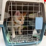 BRI Region 6 Jakarta 1 Gelar Acara Halal Bihalal bersama jajaran Manajemen dan seluruh BRIliaN Region 6