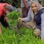 Anggota DPD RI Hj Eva Susanti Reses di Ogan Ilir, Petani Palawija Curhat Soal Pupuk dan Jalan Rusak