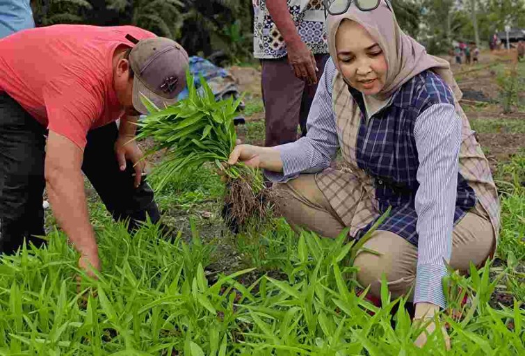 Anggota DPD RI Hj Eva Susanti Reses di Ogan Ilir, Petani Palawija Curhat Soal Pupuk dan Jalan Rusak